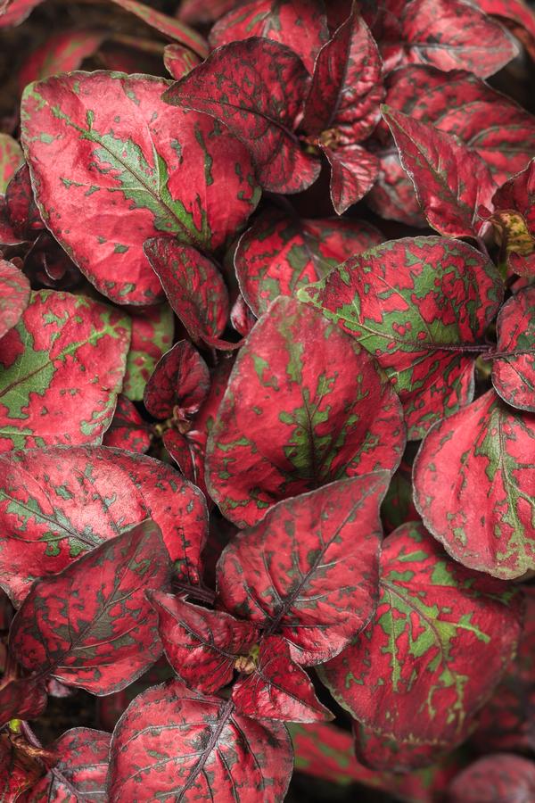 Hypoestes phyllostachya 'Hippo Red Imp'