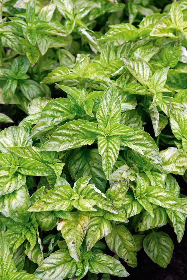 Herb Basil 'Greek Columnar'