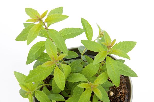 Herb lippia citriodora 'Lemon Verbena Lippia Citrus'