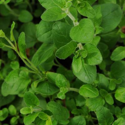 Herb origanum vulgare 'Oregano Italian'