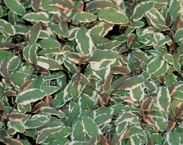Herb salvia officinalis 'Salvia Tricolor Sage'