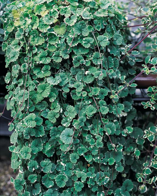 Glechoma hederacea 'Variegata'