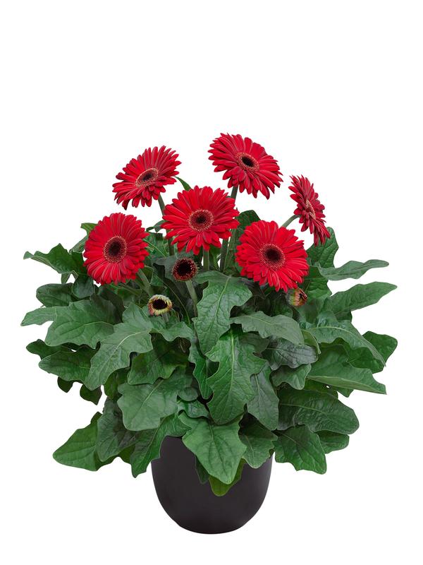 Gerbera jamesonii 'Patio Sedona'