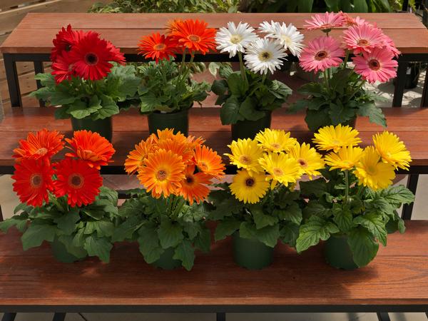 Gerbera jamesonii 'Marjorette Mix'