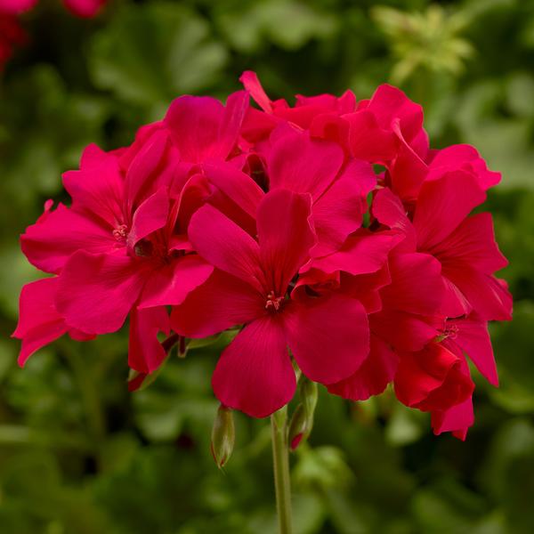 Geranium Interspecific pelargonium interspecific 'Caliente Magenta'