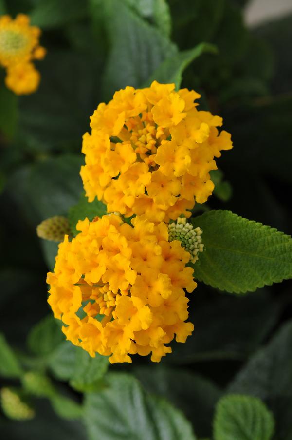 Lantana camara 'Little Lucky Pot of Gold'