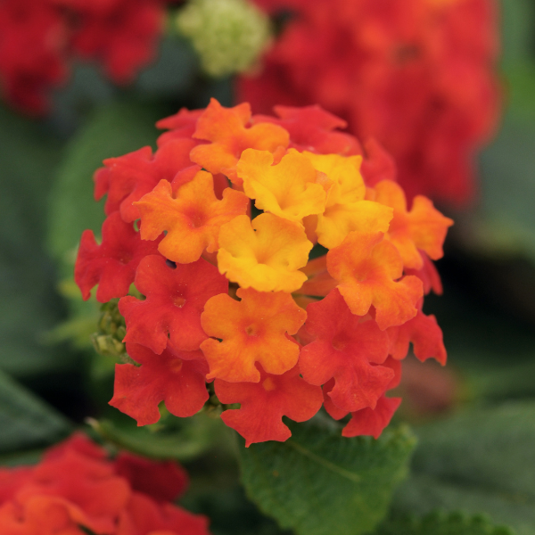 Lantana camara Little Lucky Red | Lucas Greenhouses