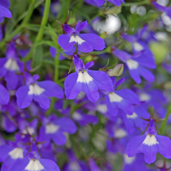 Lobelia erinus Suntory Trailing Blue w/ Eye | Lucas Greenhouses