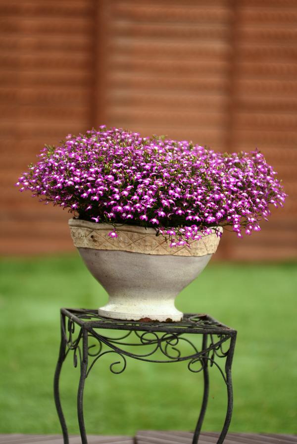 Lobelia erinus 'Suntory Trailing Purple Eye'