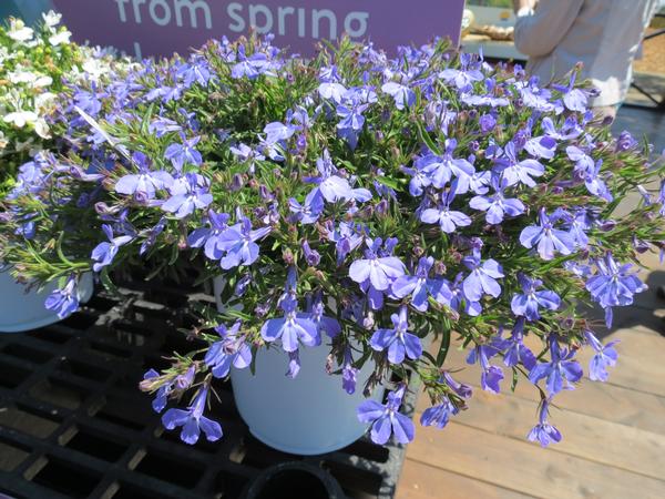 Lobelia erinus 'Suntory Trailing Sky Blue'