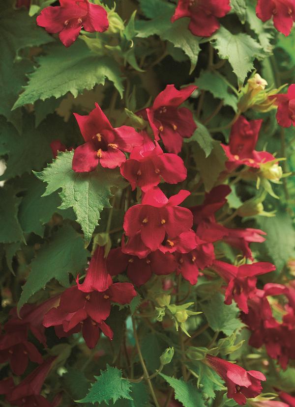 Lophospermum hybrida 'Lofos Wine Red'