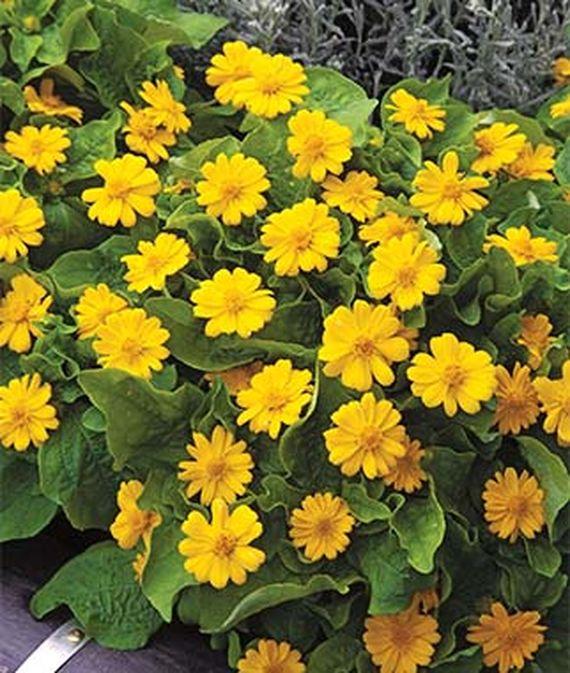 Melampodium paludosum 'Jackpot Gold'