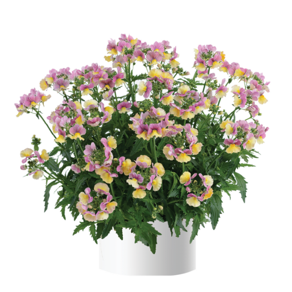 Nemesia hybrida 'Nesia Banana Swirl'