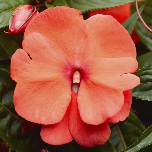 New Guinea impatiens hawkerii 'Super Sonic Deep Salmon'