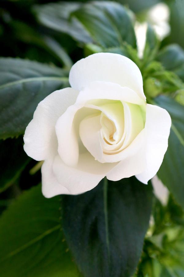 New Guinea impatiens hawkerii 'Wild Romance White'
