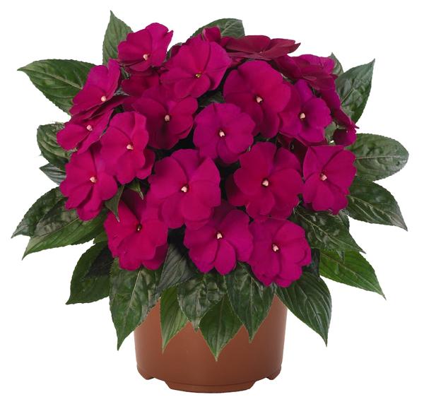 New Guinea impatiens hawkerii 'Tamarinda Purple'