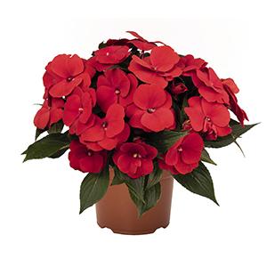 New Guinea impatiens hawkerii 'Tamarinda True Red'
