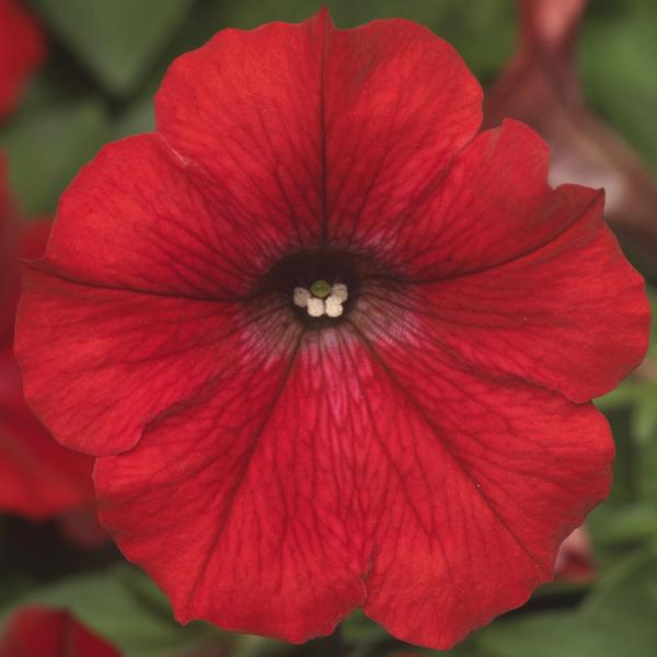 Petunia hybrida 'Dekko Red'