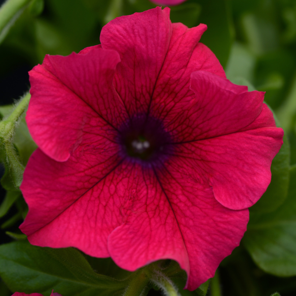 Petunia hybrida Main Stage Hot Pink | Lucas Greenhouses