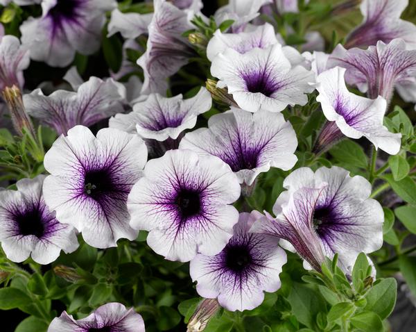 Petunia hybrida 'Sanguna Patio Blue Vein'