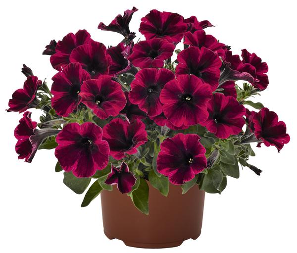 Petunia hybrida 'Sweetunia Suzy Storm'