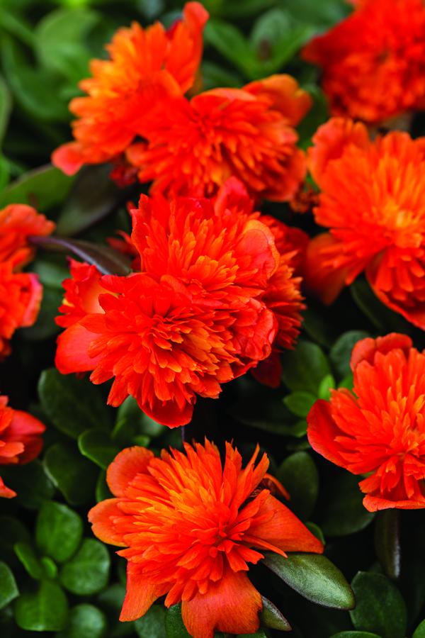 Portulaca oleracea 'Colorblast Double Scarlet'