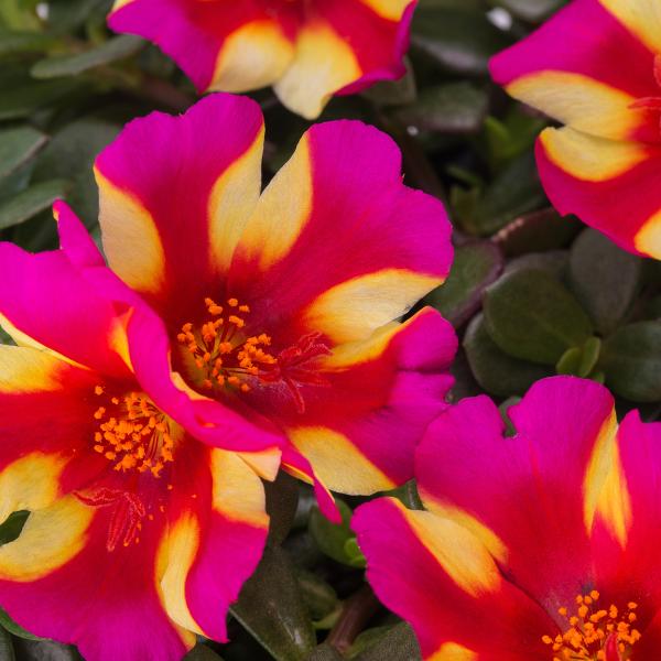 Portulaca oleracea 'SeaGlass Watermelon Punch'