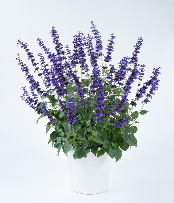 Salvia hybrida 'Magic Wand'