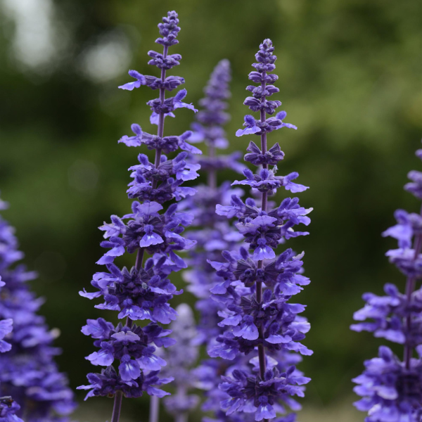 Salvia farinacea 'Mystic Spires Blue Imp'