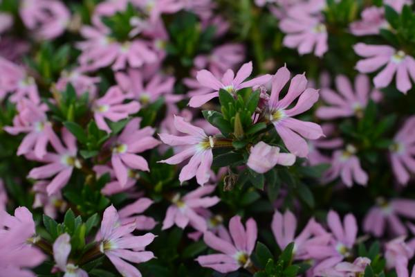 Scaevola aemula 'Surdiva Classic Pink'