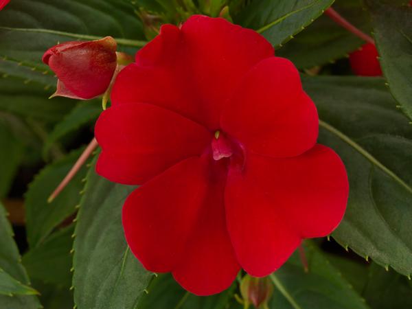 SunPatiens hybrida 'Compact Fire Red'
