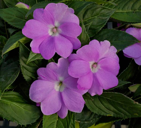 SunPatiens hybrida 'Compact Orchid Blush'