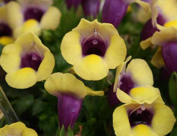 Torenia hybrida 'Summer Wave Bouquet Gold'
