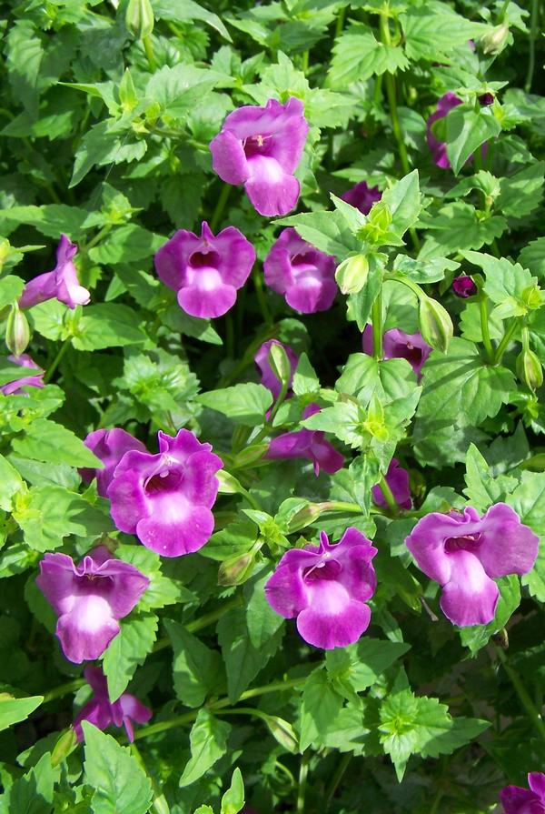 Torenia hybrida 'Summer Wave Amethyst'