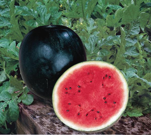 Weezie's Garden 'Watermelon Sugar Baby'