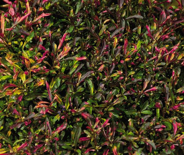 Alternanthera dentata 'Red Carpet'