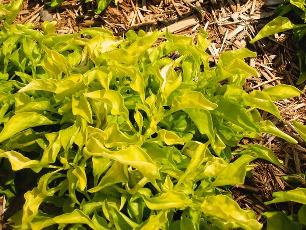 Alternanthera ficoidea 'True Yellow'