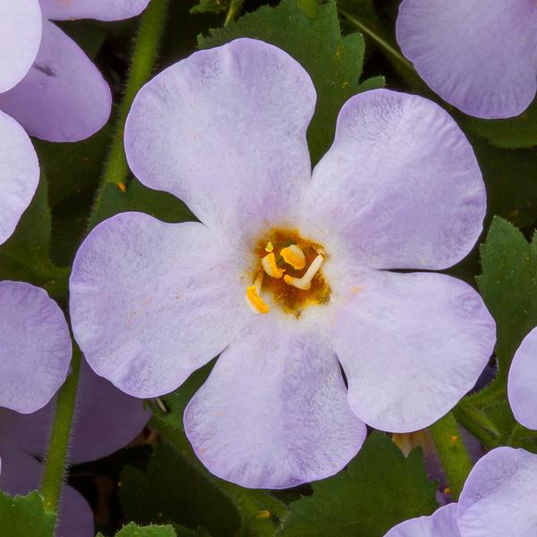 Bacopa sutera cordata 'Calypso Jumbo Lilac'