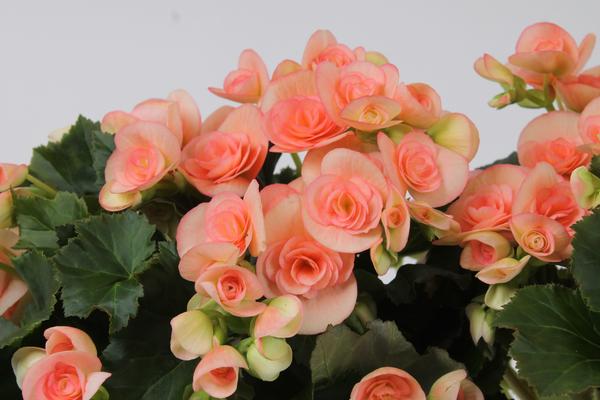 Begonia hiemalis 'Nicole Stone'