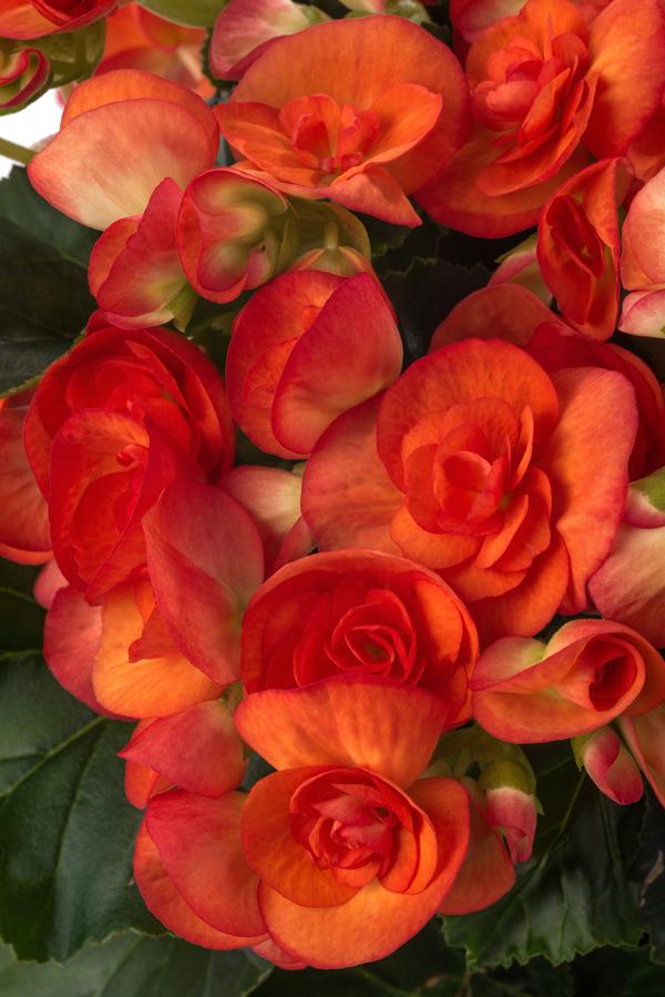 Begonia hiemalis 'Orange Stone'