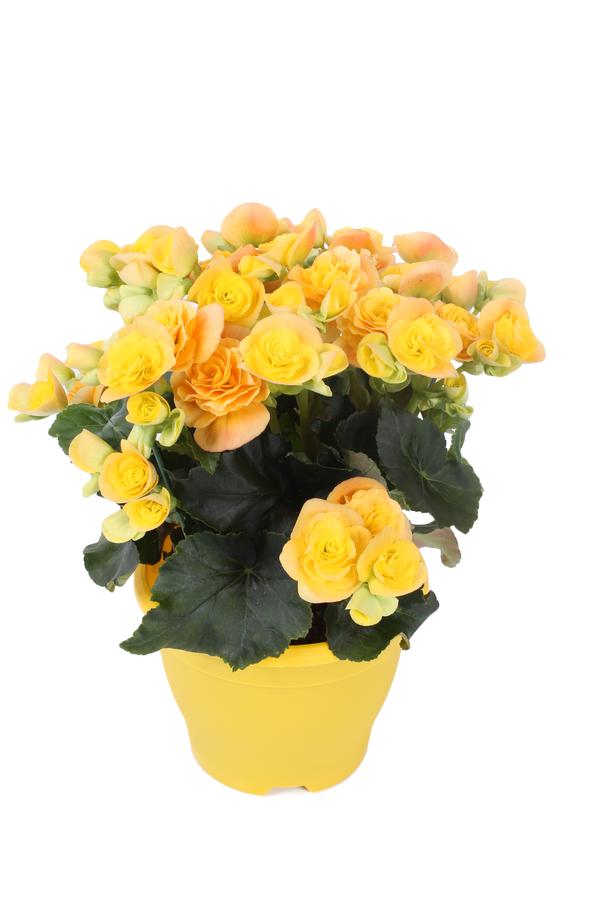 Begonia hiemalis 'Yellow Stone'