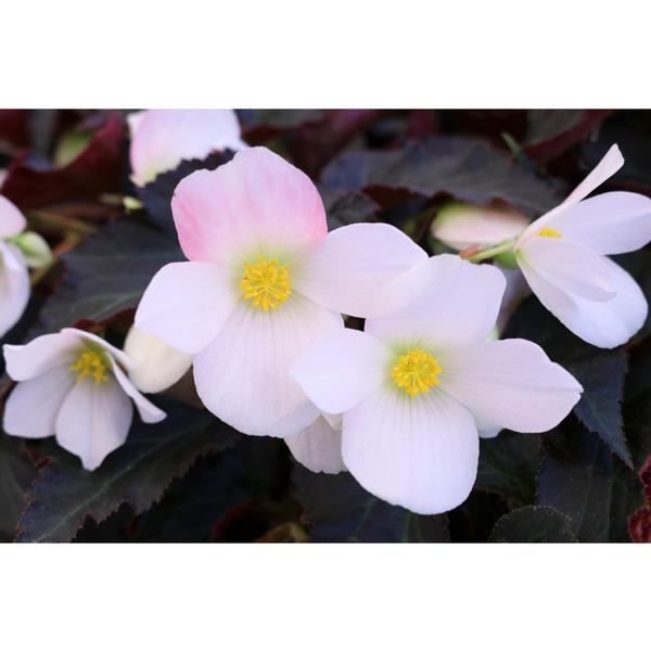 Begonia hybrida 'I'Conia Upright White 2019'