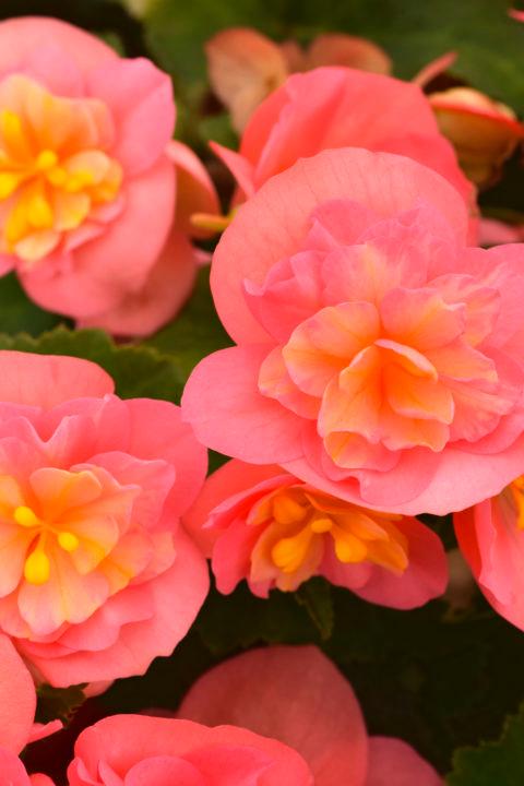 Begonia hybrida 'Rise Up Flamingo's Dream'