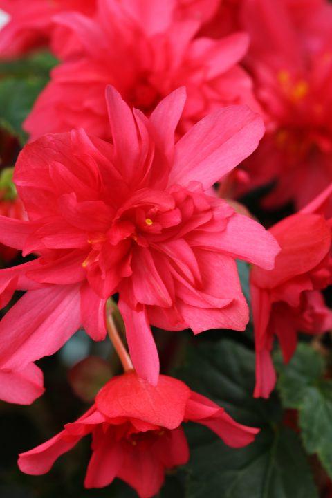 Begonia hybrida 'Rise Up Grenadine Red'