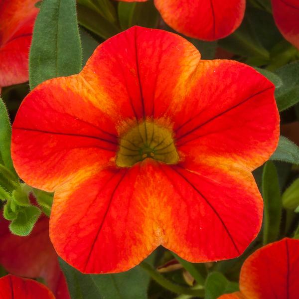 Calibrachoa hybrida 'Callie Star Orange'
