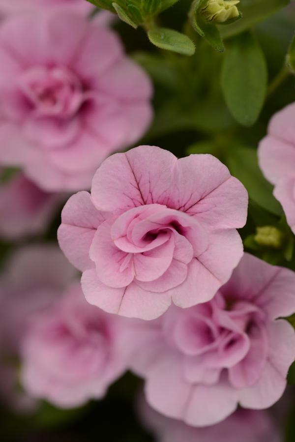 Calibrachoa hybrida 'Minifamous Uno Double Light Pink'