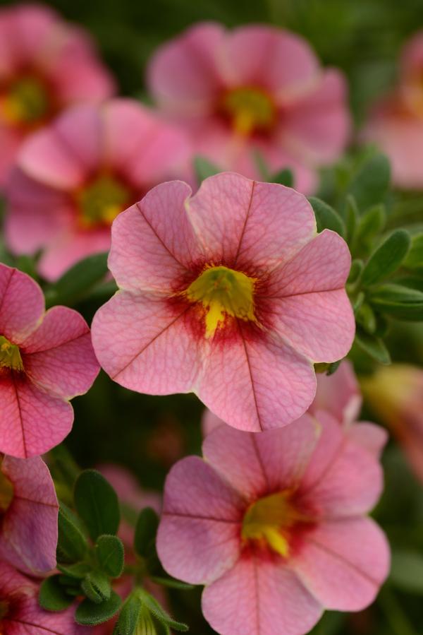 Calibrachoa hybrida 'Minifamous Uno Apricot Star'