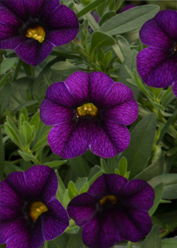 Calibrachoa hybrida 'Minifamous Uno Blue'