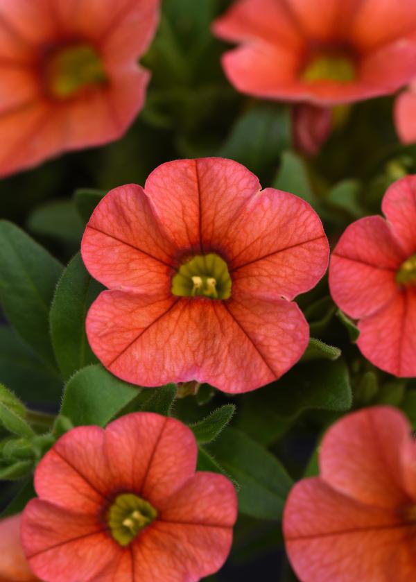 Calibrachoa hybrida 'Minifamous Uno Orange'