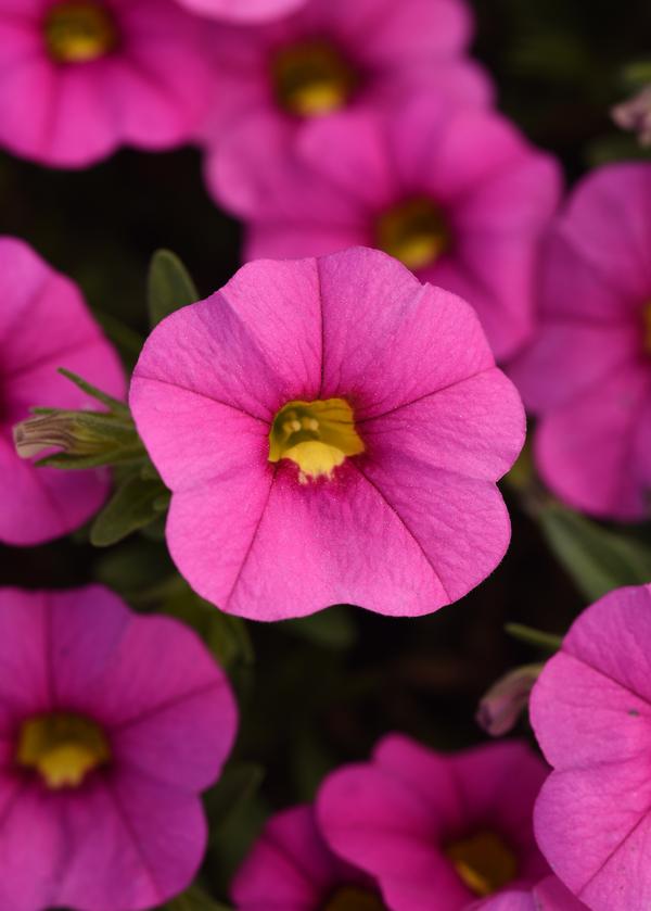 Calibrachoa hybrida 'Minifamous Uno Pink'